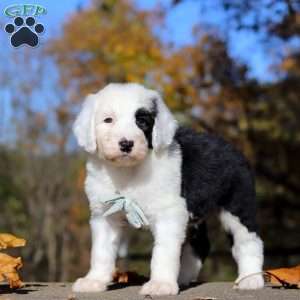 Jordan, Sheepadoodle Puppy